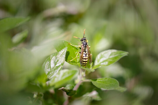 European wasp macro