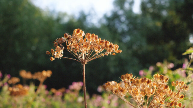 Dried seed head, umbel flower, wild plant backlit in golden sunlight macro on green forest bokeh background