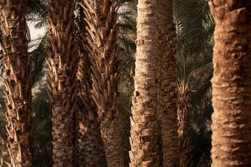 Naklejka premium dadle palm tree forest