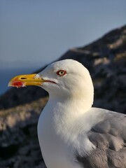 Close-up profile portrait of a yellow-legged gull seagull against a coastal background © Clay