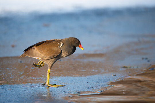 Common gallinule, Gallinula galeata moorhen waddle over frozen and snow covered pond in winter, birds in cold icy weather