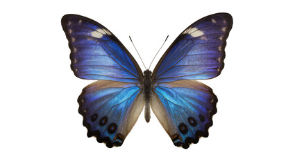 Vibrant blue morpho butterfly with black spots, isolated on transparent background © Aliona