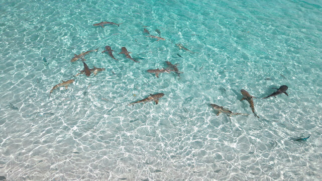 Aerial view of blacktip reef sharks swimming in the clear shallow turquoise water of Raja Ampat, Southwest Papua, Indonesia.