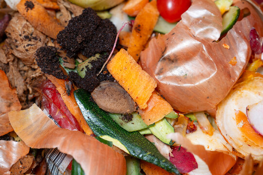 Food waste, rottening, moldy vegetables with worms of fly larvae, spot fungus, garbage bin, decomposition of organic scraps