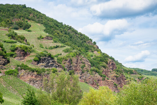 Vineyard in summer, rocky steep terrain, Moselle valley landscape near Wehlen, agriculture, riesling wine growing area