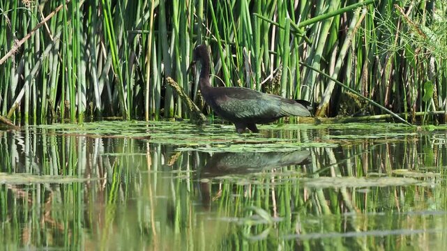 Juvenile glossy ibis (Plegadis falcinellus) foraging in shallow water in the Danube Delta