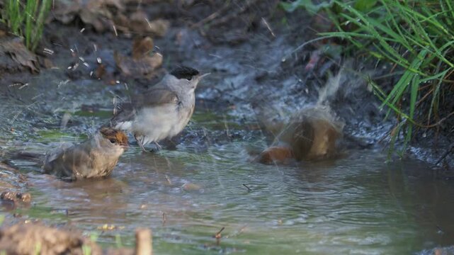 Eurasian blackcaps (Sylvia atricapilla) bathing in a forest stream with natural birdsong