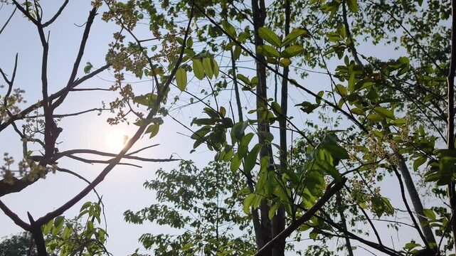 Cinematic slow motion camera panning across green tree branches bathed in golden morning sunlight