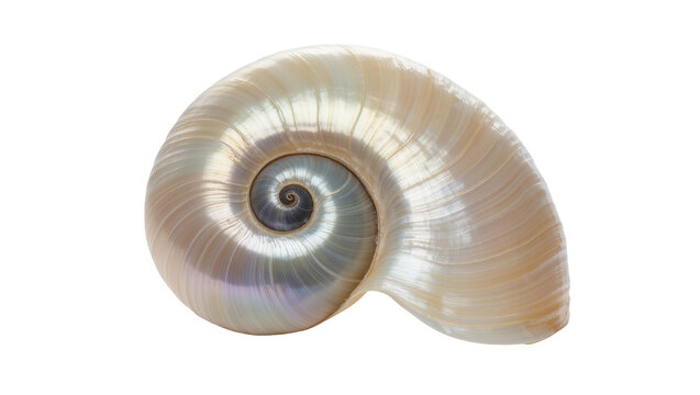 Iridescent nautilus shell spiral, isolated on transparent background