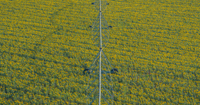 Aerial view of a center pivot irrigation system in a vast flowering sunflower field, showcasing precision agriculture and water management. Saulce-sur-Rhone, Auvergne-Rhone-Alpes, France.