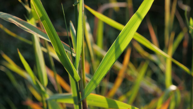 Green grass, reed leaves, backlit foliage close up in warm sunlight outdoors background