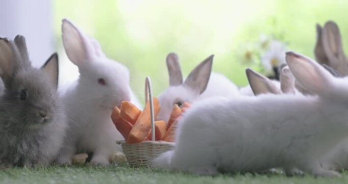 Baby bunny easter fluffy rabbit eating food, grass, on green garden nature flowers background on sunny day, Lovely mammal with bright eyes in nature life. Symbol of easter day.  Lovely bunny easter fl