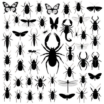 Set of black insect silhouettes and various bugs