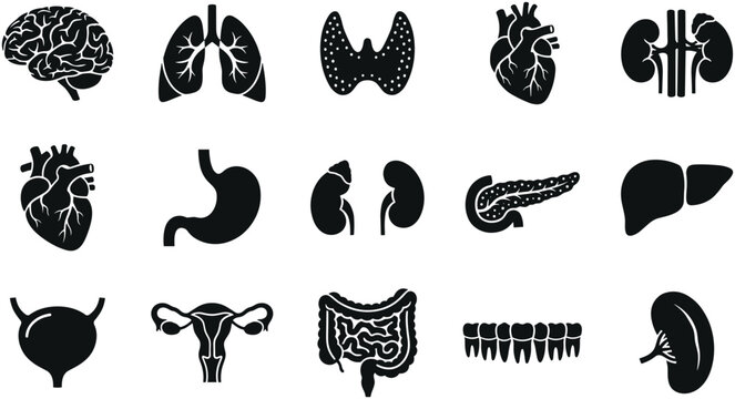 Set of black silhouette icons representing human internal organs.