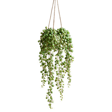 A hanging string of pearls succulent with long cascading, isolated on white background.