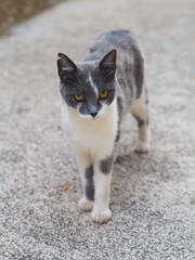 Grey Cat Walking Towards Camera © Doria