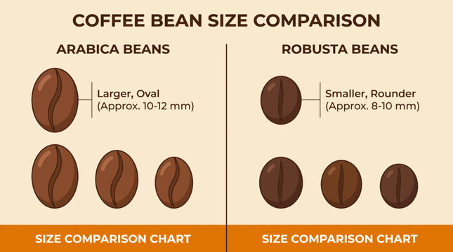 Arabica vs Robusta Bean Size Comparison Chart