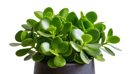 Lush green jade plant in a dark pot, isolated on transparent background © Luca