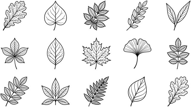 Set of hand drawn various forest tree leaves in black ink sketch style.