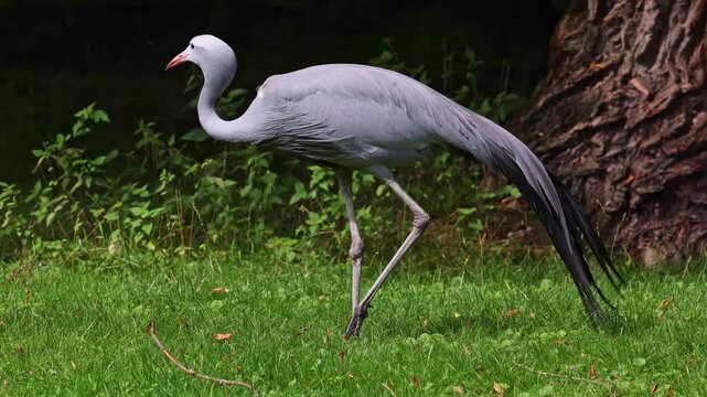 The Blue Crane, Grus paradisea, is an endangered bird specie endemic to Southern Africa. It is the national bird of South Africa