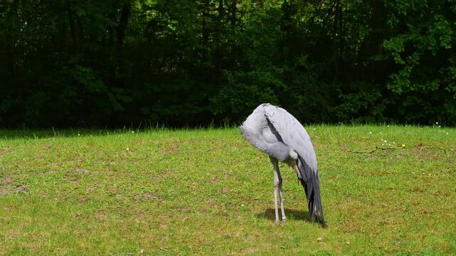 The Blue Crane, Grus paradisea, is an endangered bird specie endemic to Southern Africa. It is the national bird of South Africa
