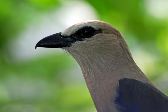 Close-up head Blue-bellied roller (Coracias cyanogaster) in natural habitat, Close-up head  Blue-bellied roller (Coracias cyanogaster)