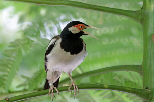 Asian pied starling (Gracupica contra) perched on a tree branch, Close up of asian pied starling on tree branch