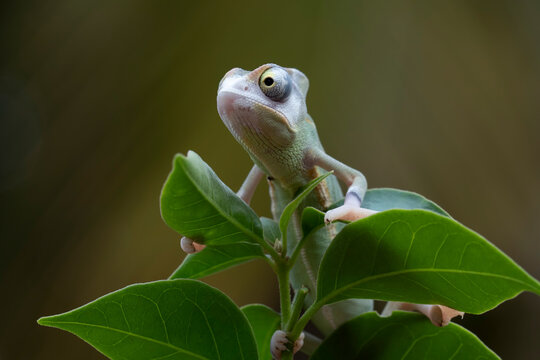 Baby High Pied veiled chameleon on branch, Baby High Pied veiled chameleon closeup on green leaves, Baby High Pied veiled chameleon closeup on natural background