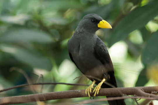 a Red-rumped myna perched on a tree branch, Red-rumped myna (Scissirostrum dubium) in natural forest habitat