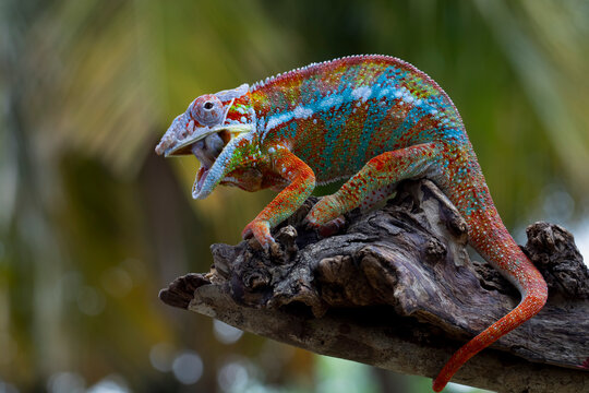 Beautiful of panther chameleon catches prey with its tongue, Chameleon panther on wood, chameleon panther closeup with natural background