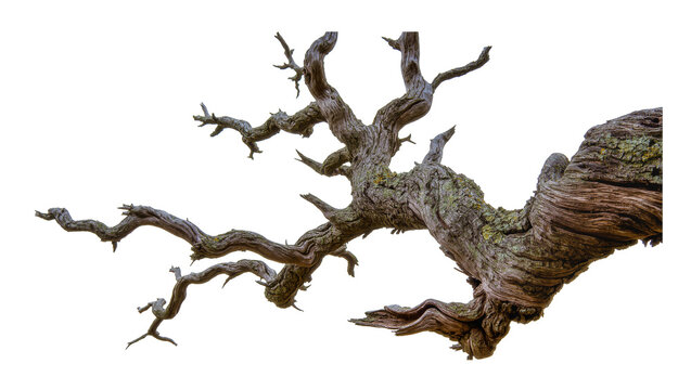 Gnarly dead oak tree branch with textured bark, isolated on transparent background