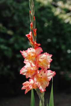 Gladiolus flower blooming in bright sunlight, beautiful gladiola blossom on sunny day and gardening concept