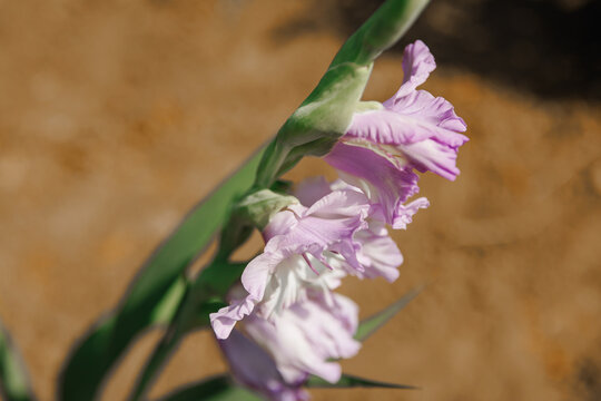 Gladiolus flower blooming in bright sunlight, beautiful gladiola blossom on sunny day and gardening concept