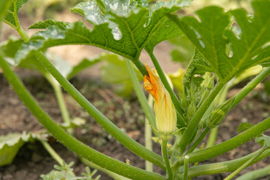 Fresh yellow zucchini flower blossom on green plant branch, edible courgette bloom for gourmet cooking and gardening concept