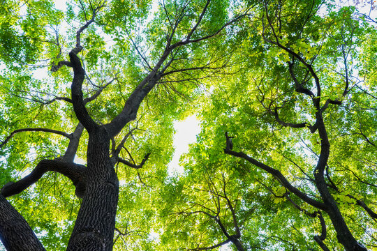 Low angle upward view of tall old tree with twisting branches and fresh green leaves, backlit sunlight filtering through foliage, summer forest canopy natural scenery
