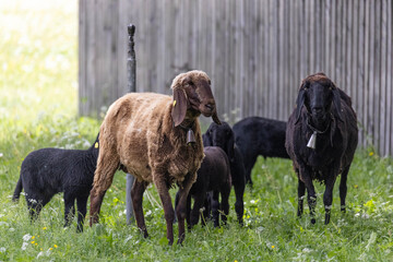 Schafe auf einer Wiese © Christina Pichler