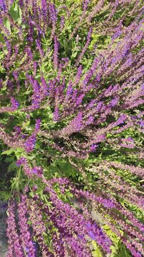 Purple Salvia Sage Flowers Blooming in a Outdoor Botanical Garden Bush with Green Leaves in Summer.