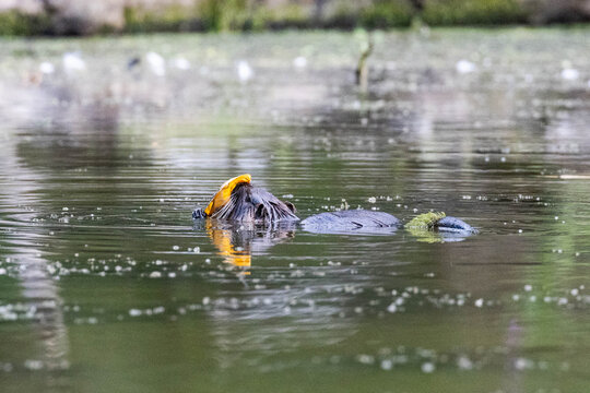 Nutria mit Muschel