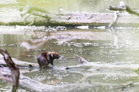 Nutria auf einem Stamm