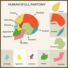 Human Skull Anatomy Puzzle Worksheet for Kids  Colorfull Vector Educational Diagram with Separate Bone Parts © TRENZ GRAPHIC