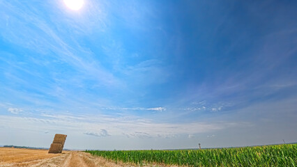 Fototapeta premium Field in sunny summer, a calm, peaceful rural scene, background and illustration