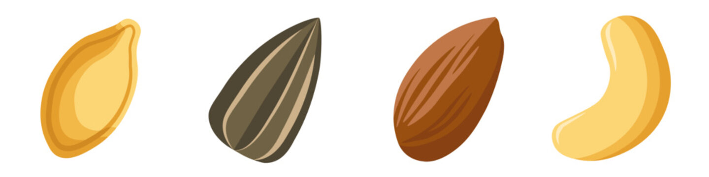 Sunflower seed, almond, cashew vector