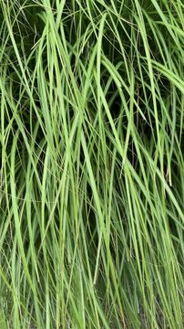 Green ornamental grass leaves for organic nature texture and background concept	