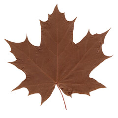 Obraz premium Pressed Brown Maple Leaf Isolated on Transparent Background. Dried retro foliage sticker for vintage scrapbook, journal and collage design