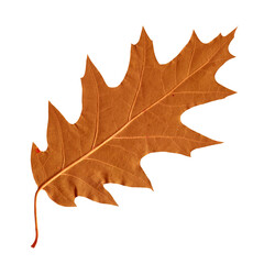 Fototapeta premium Old Orange Oak Leaf Isolated on Transparent Background. Dried autumn foliage sticker for retro scrapbook, journal and collage design