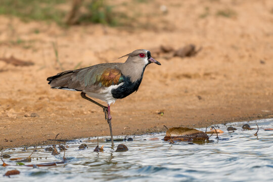 Southern Lapwing - Vanellus chilensis, beautiful colored lapwing from Central and Latin America fresh water coasts and meadows, Pantanal, Brazil.