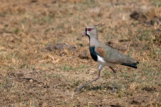 Southern Lapwing - Vanellus chilensis, beautiful colored lapwing from Central and Latin America fresh water coasts and meadows, Pantanal, Brazil.