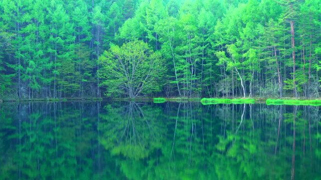 新緑の御射鹿池