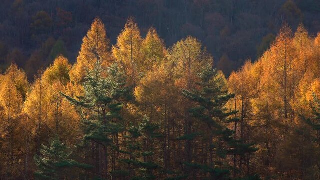 紅葉の御射鹿池