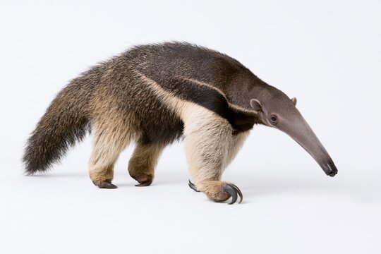 The curious aardvark exploring a pristine white studio setting with a long snout